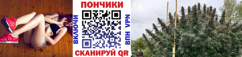 наркотики  Иваново  Каннабис план 